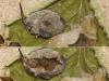 Conistra sp.